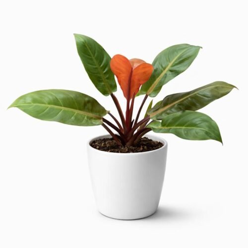 philodendron prince of orange – 60–70 cm | holland