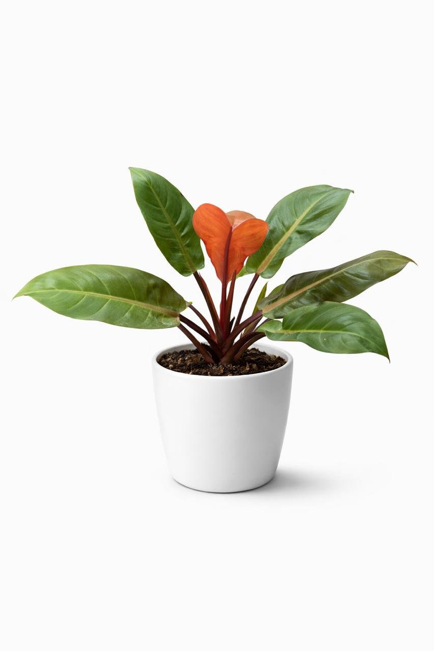 philodendron prince of orange – 60–70 cm | holland philodendron prince of orange – 60–70 cm | holland