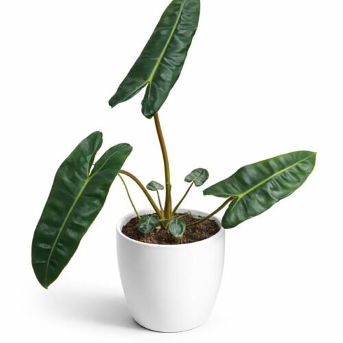 philodendron ‘billietiae’ – premium tropical indoor plant (70–80cm)
