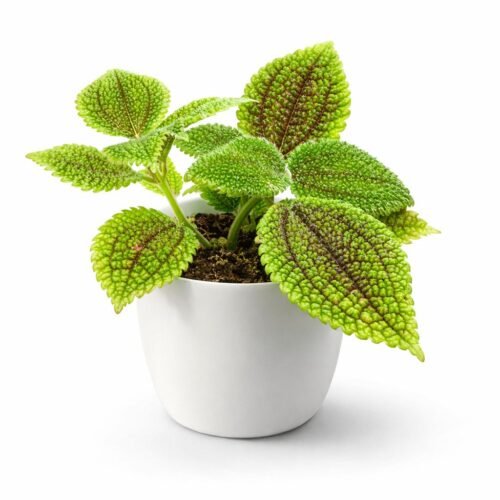 pilea mollis ‘moon valley’ – premium indoor foliage plant (15–25 cm)