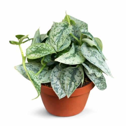 satin pothos (scindapsus pictus) – premium indoor plant