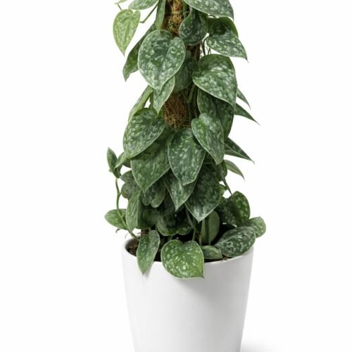 satin pothos (scindapsus pictus) – premium indoor plant