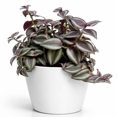 tradescantia zebrina (wandering jew) – premium indoor trailing plant | imported from holland