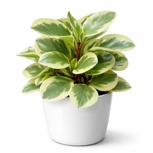 variegated peperomia (variegated baby rubber plant) – 25 35 cm | holland |
