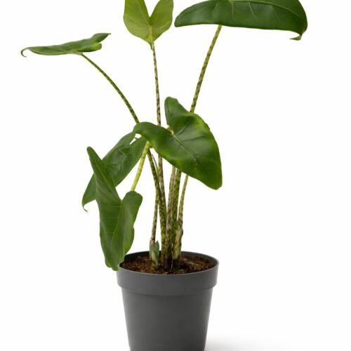 viva verda alocasia zebrina
