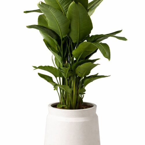 viva verda bird of paradise