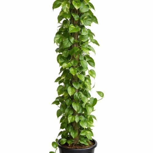 viva verda epipremnum aureum – money plant