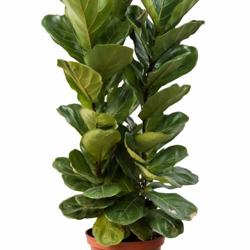 viva verda fiddle leaf plant (ficus lyrata)