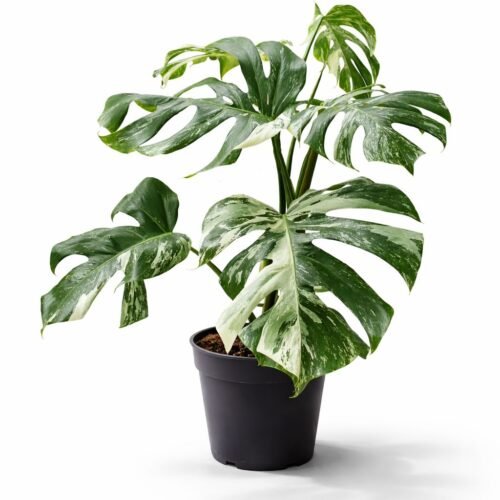 viva verda monstera thai constellation