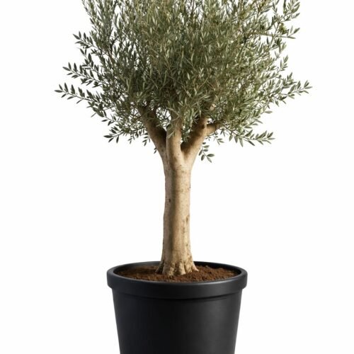 viva verda olive tree, olea europaea – outdoor plant uae
