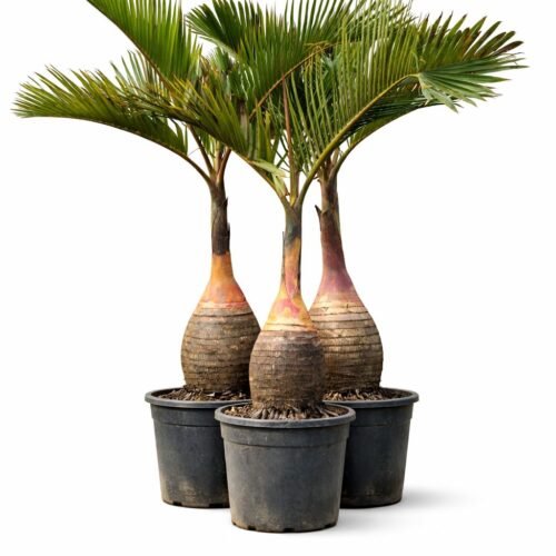 viva verda set of three bottle palm trees