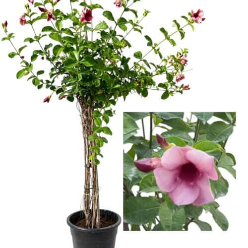 allamanda blanchetii