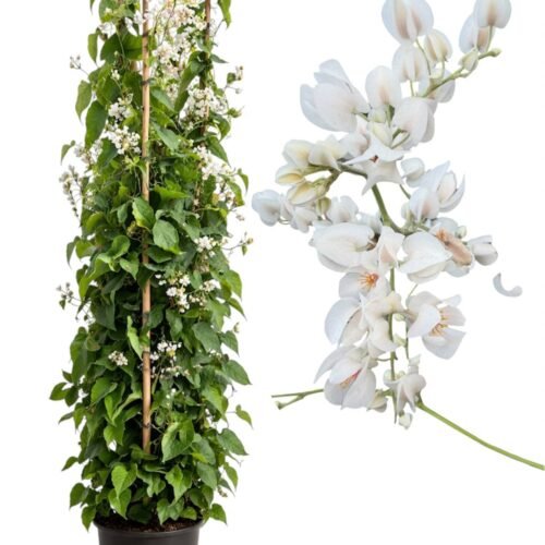 viva verda antigonon leptopus | mexican creeper | coral vine white | bee bush
