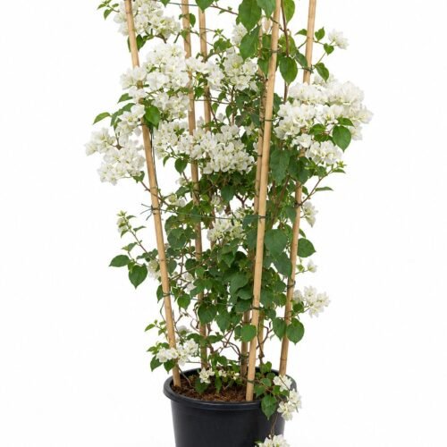 bougainvillea spectabilis 1