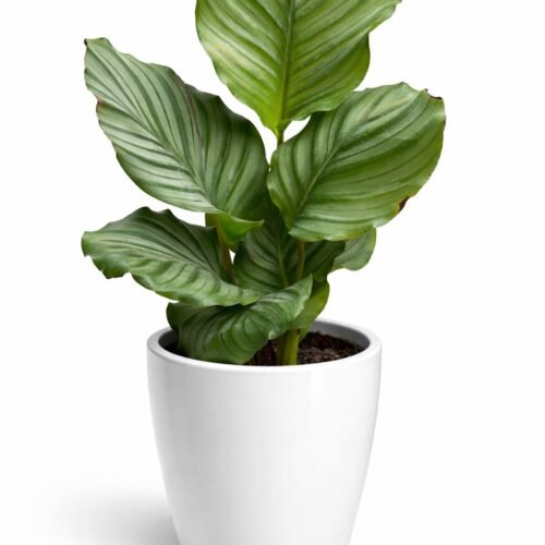 viva verda calathea orbifolia