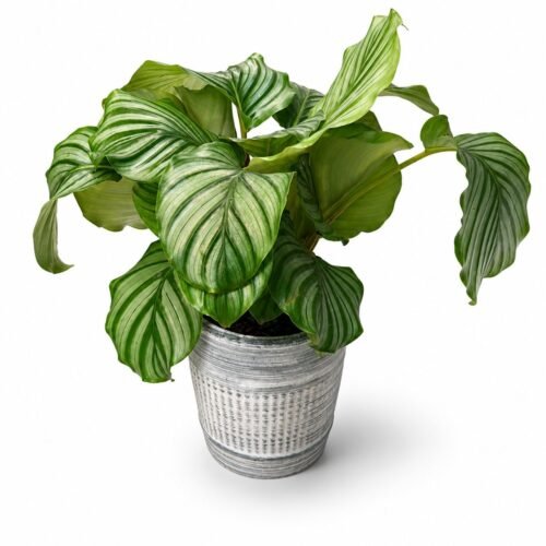 calathea orbifolia