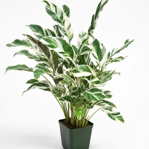 viva verda calathea white fusion