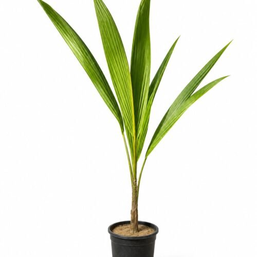 coconut palm
