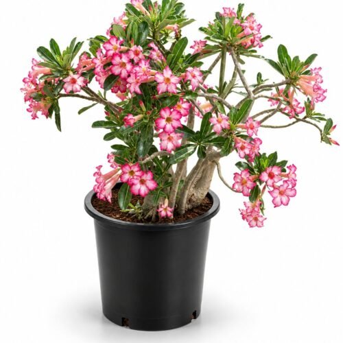 desert rose 1
