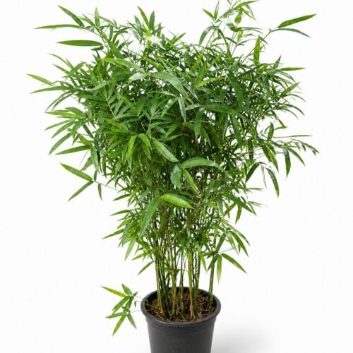 dwarf chinese bamboo