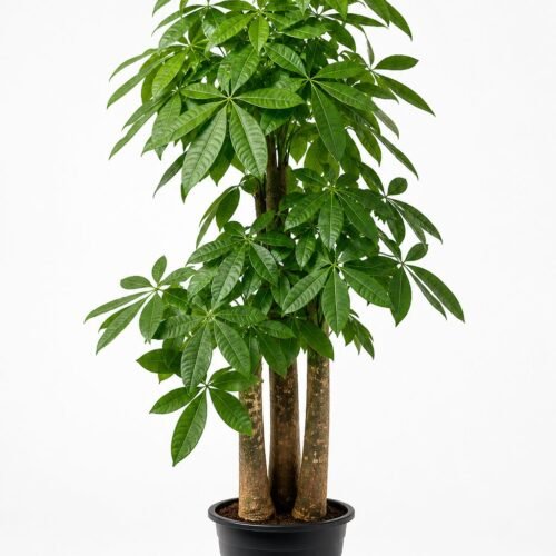 pachira aquatica 1