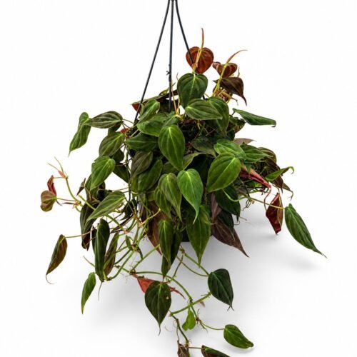 philodendron micans