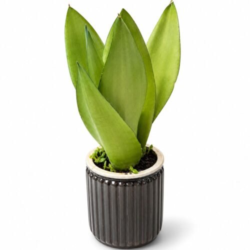 sansevieria trifasciata moonshine 1