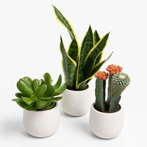 viva verda snake plant, jade plant & cactus
