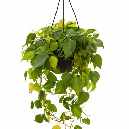 auto draft