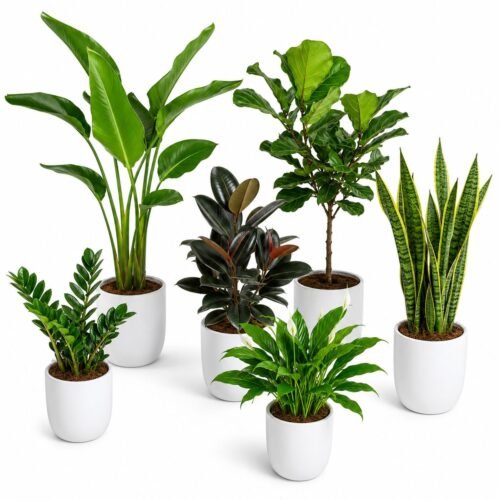 6 premium indoor plants