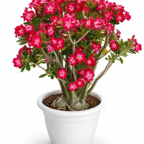 adenium – desert rose 2