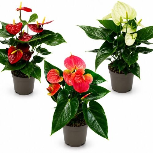 anthurium collection bundle 1