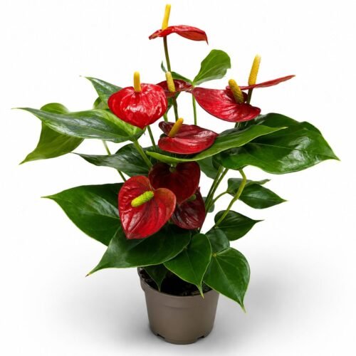 anthurium flamingo flower 1
