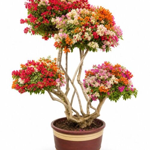 bougainvillea pompom xxl 1