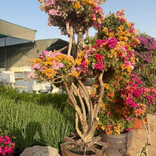bougainvillea spectabilis