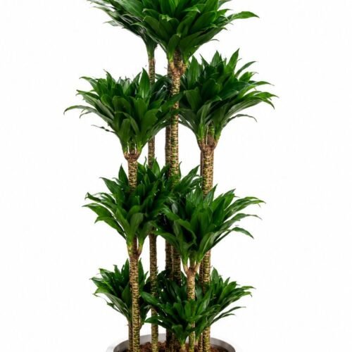 dracaena compacta 1