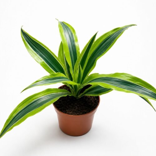 dracaena lemon lime 1