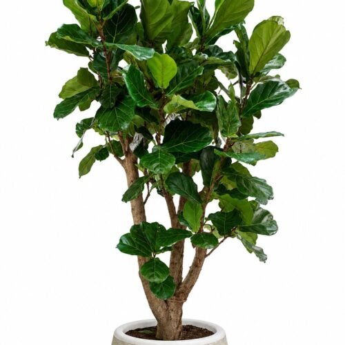 giant fiddle tree 1