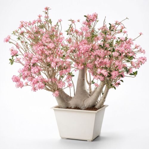 large mature adenium obesum 1