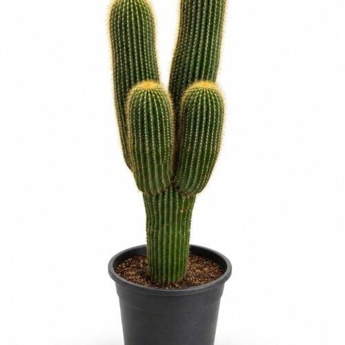 multi head red torch cactus
