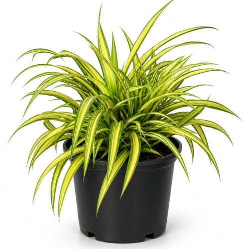 pandanus baptistii