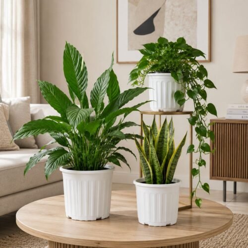 peace lily, snake plant 1