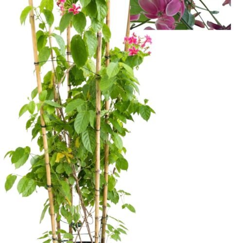 rangoon creeper