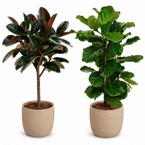 verda rubber plant